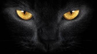Eyes, Macbook, 1080p Black Cat Wallpapers
