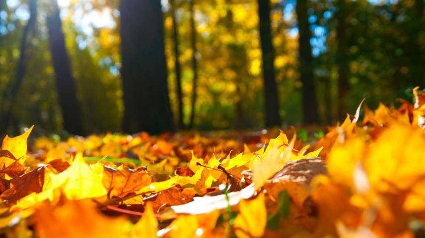 1080p Autumn Landscape Backgrounds for Desktop