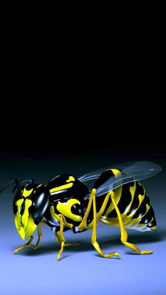 1080x1920 Animal insect hd Backgrounds