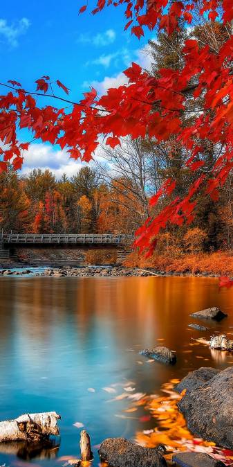 Autumn 1080x2160 Background image