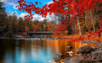 Red, Trees, Forest, Spring, Autumn 2560x1600 Wallpaper