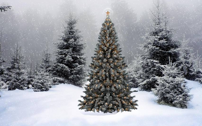 Nature, icea, 4k, Christmas, Scene, Forest, Snow, Wallpaper, image