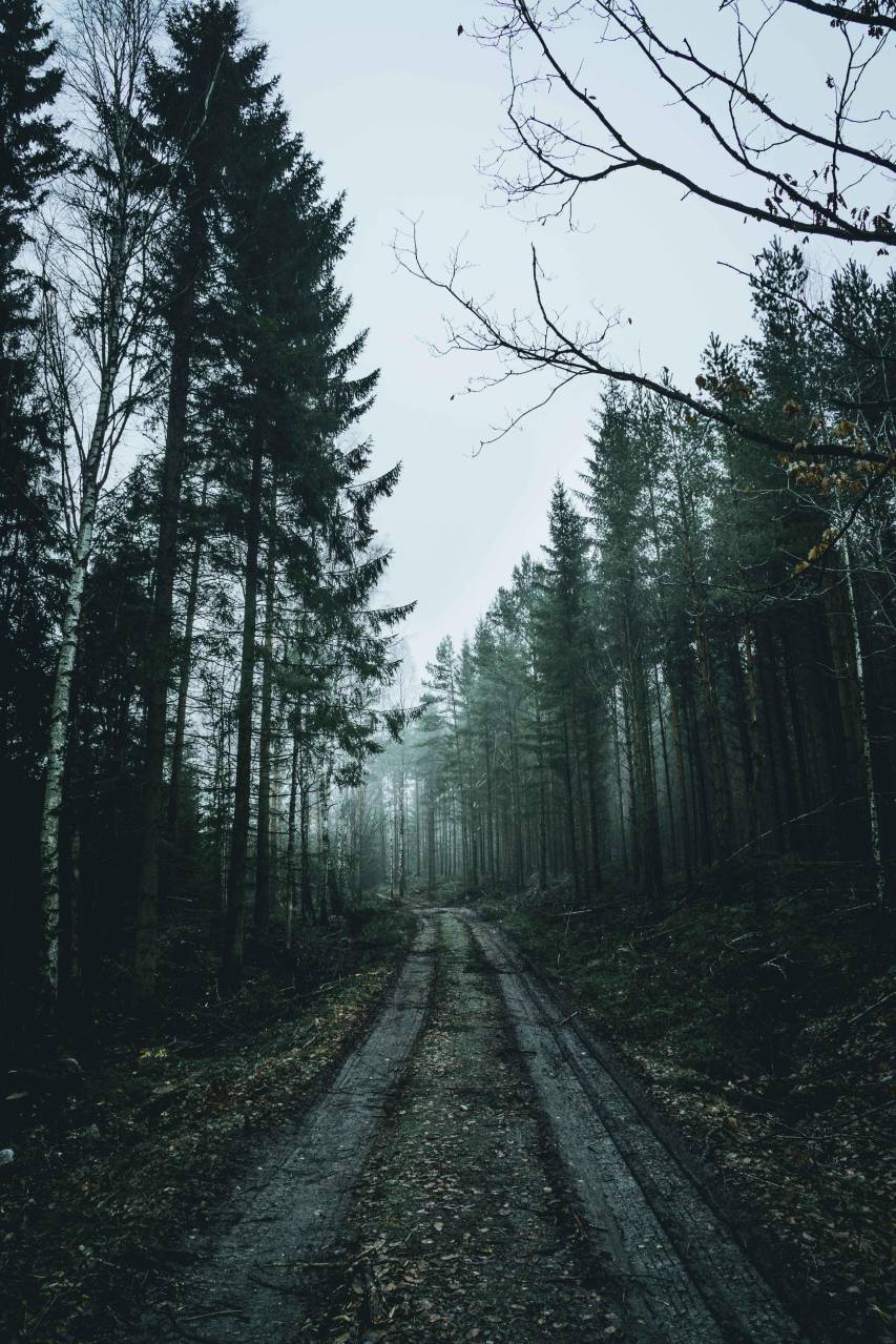Road and Forest 4k Wallpaper