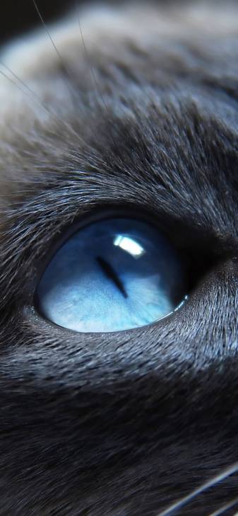 4k Cat Eye hd image Backgrounds for iPhone