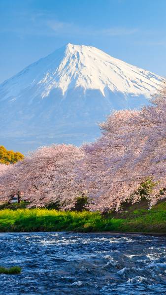 4k Japanese Spring Android Phone Wallpapers