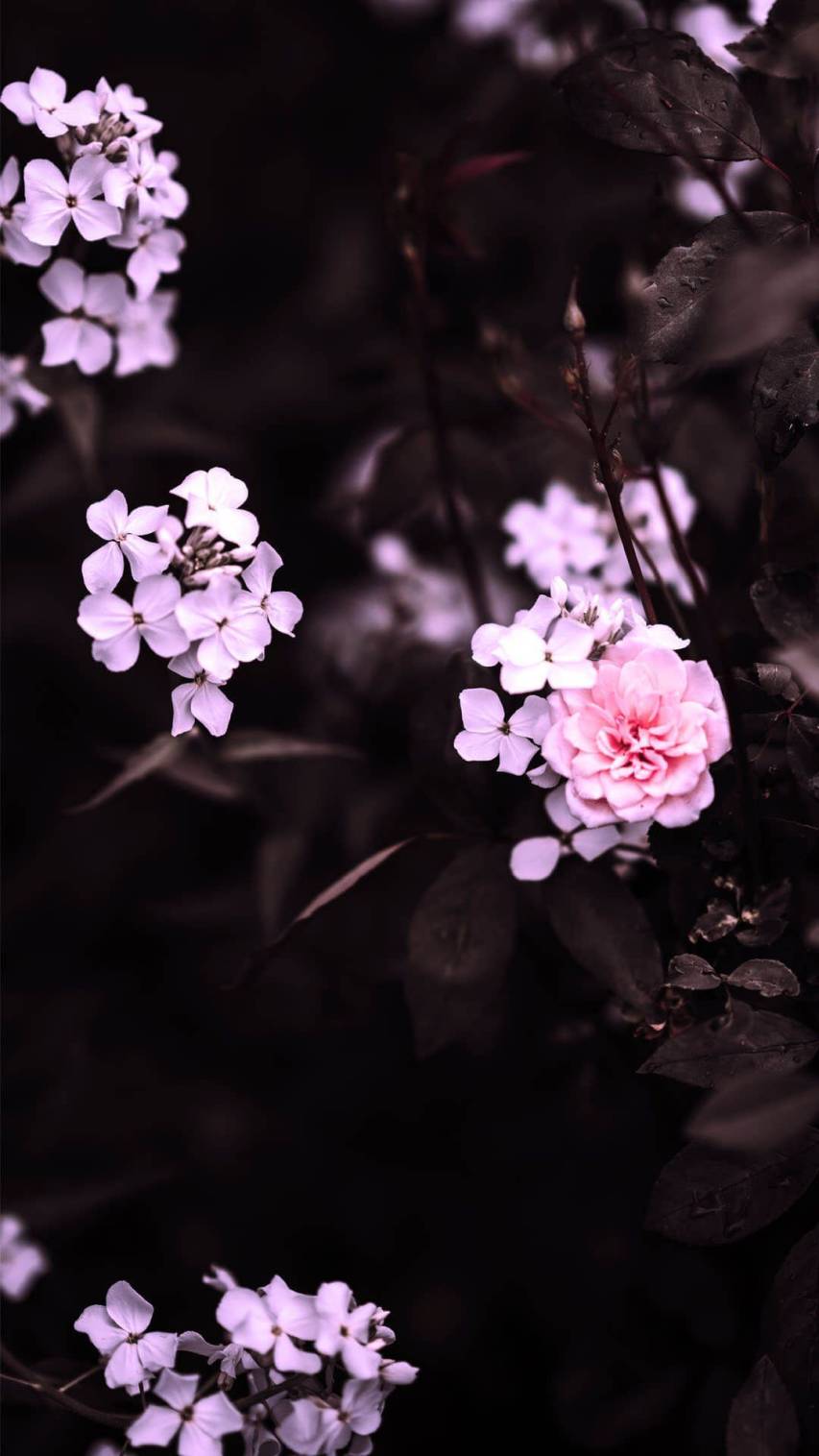 Cool Aesthetic Spring Background Flowers for iPhone