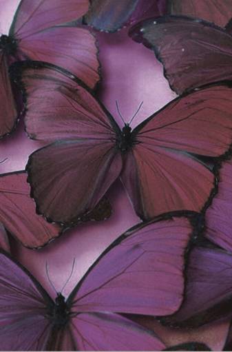 Brown Butterfly Aesthetic Wallpapers and Background images for Phone