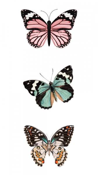 Free Butterfly Aesthetic Wallpaper Photos for Phone