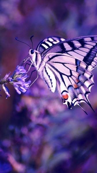 Cool Purple Aesthetic Cute Butterfly iPhone Wallpapers
