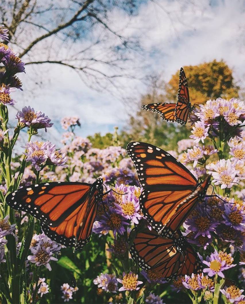 Best free Butterfly Aesthetic Phone Picture
