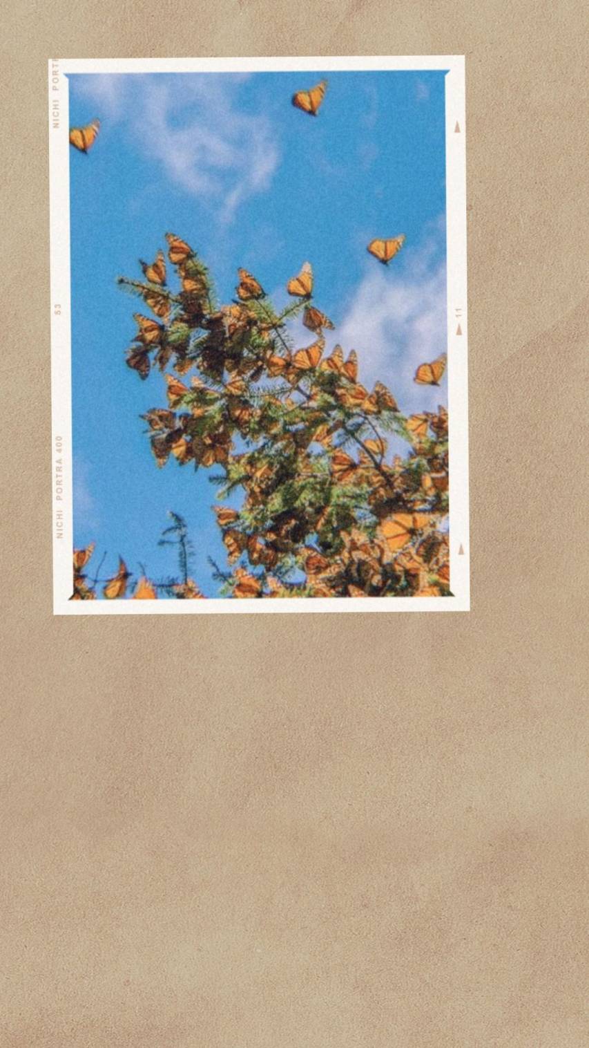 Butterfly Aesthetic iPhone Background