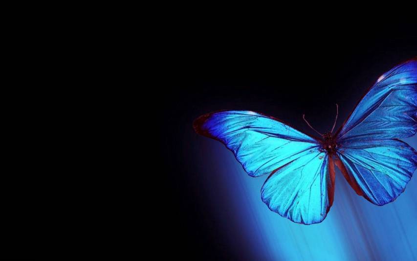 Abstract, Butterfly Aesthetic Picture Wallpapers