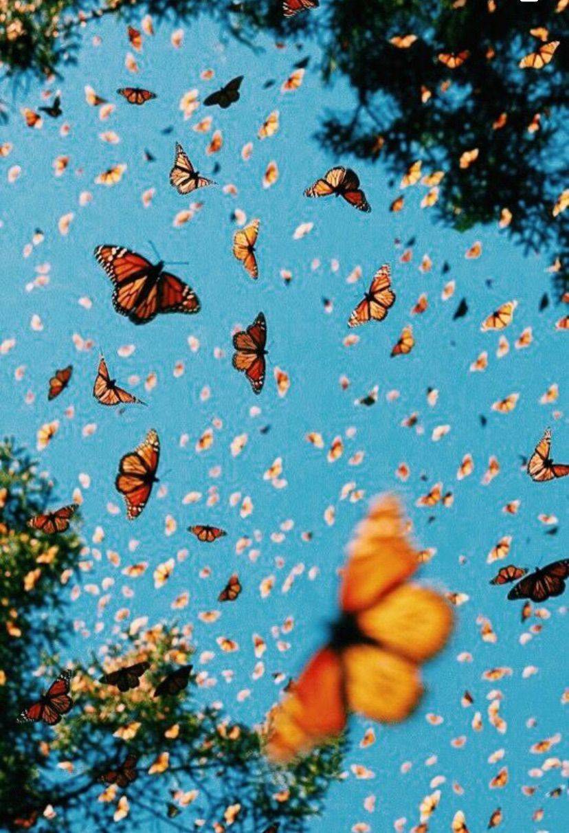 Cool Blue Aesthetic Vsco Butterfly Phone Wallpapers
