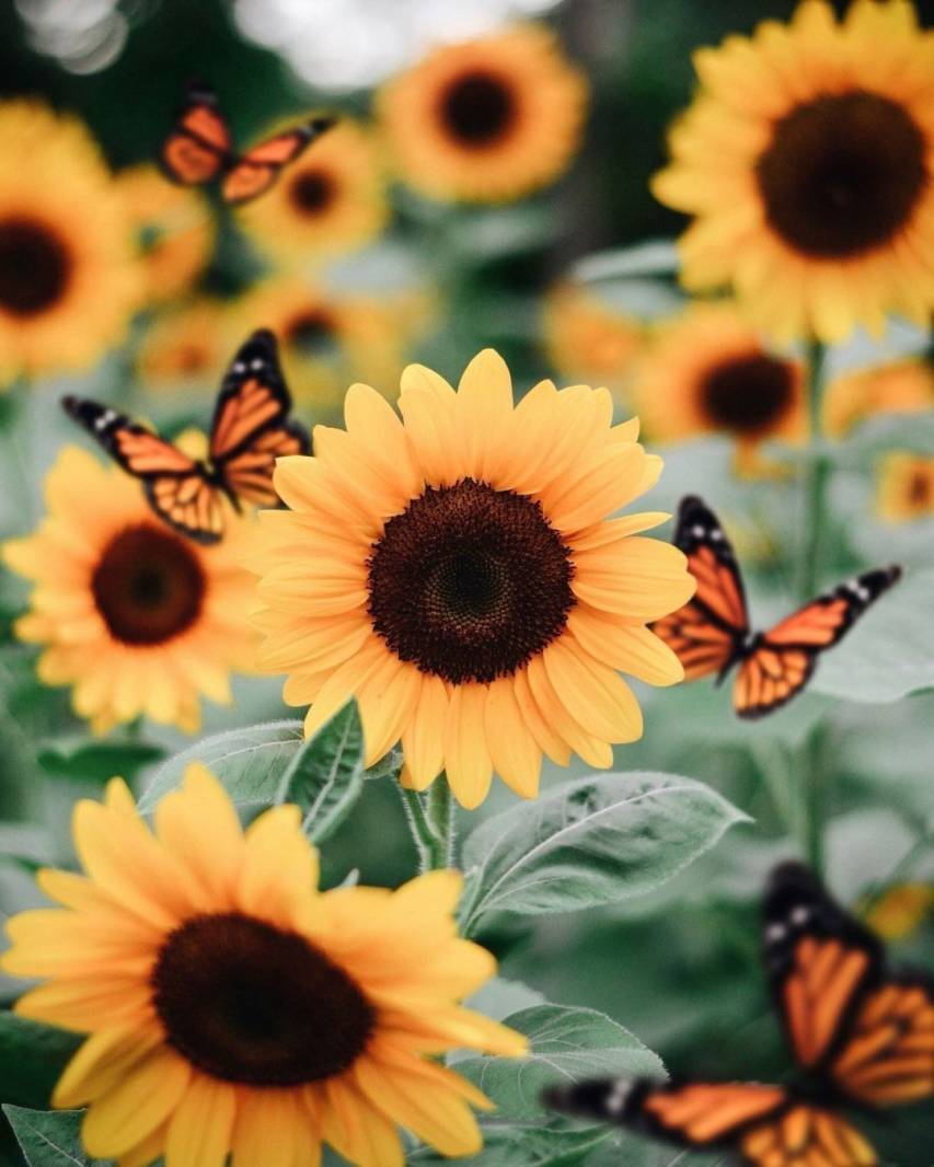 Flowers and Butterfly Aesthetic Backgrounds image for Mobile