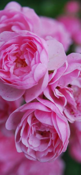 Pink Aesthetic Flowers Wallpapers and Background for iPhone