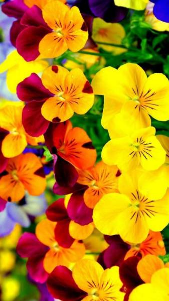 Colorful Spring Flowers Wallpapers Pic for iPhone