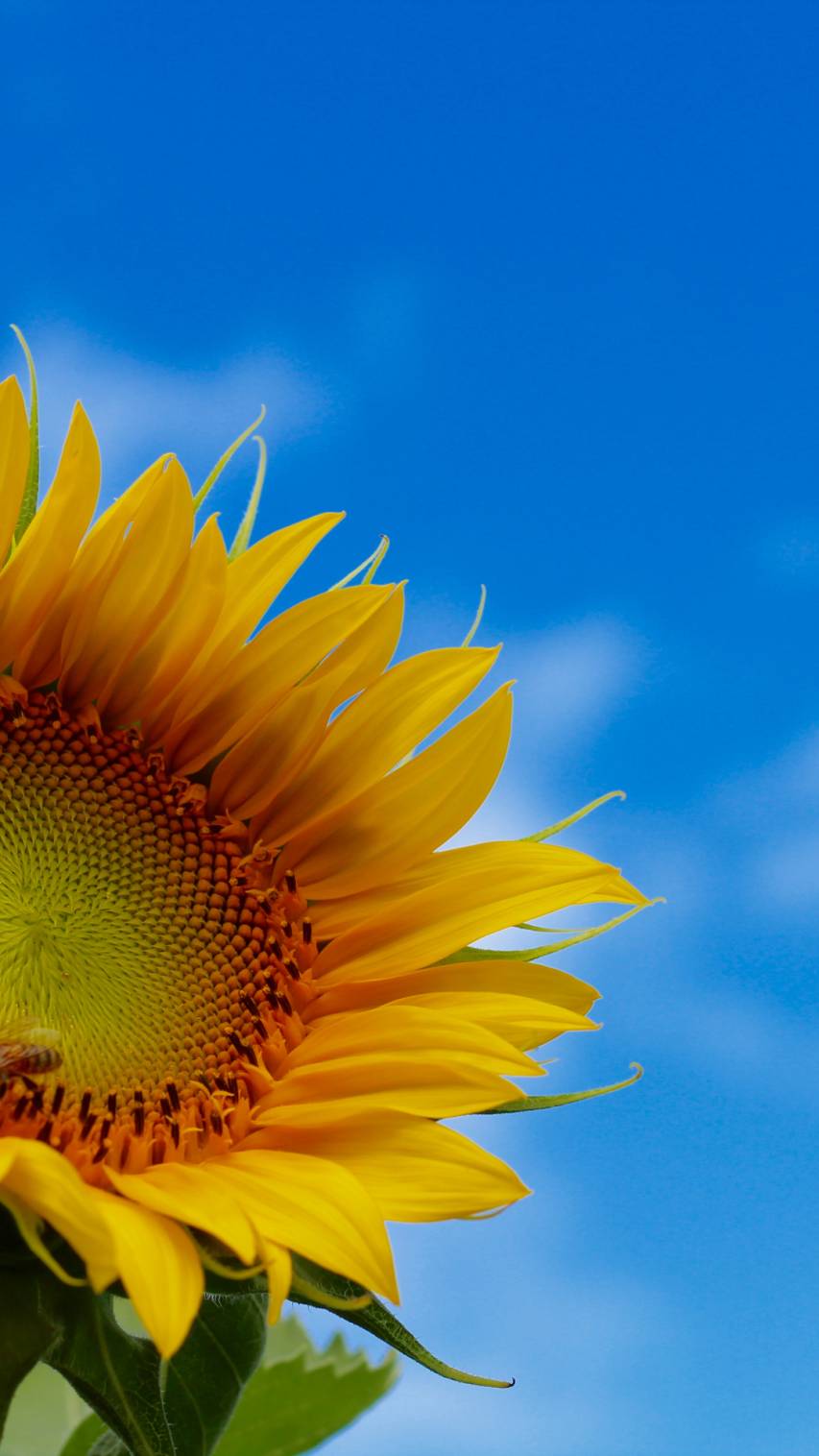 Free SunFlower iPhone hd Wallpapers image