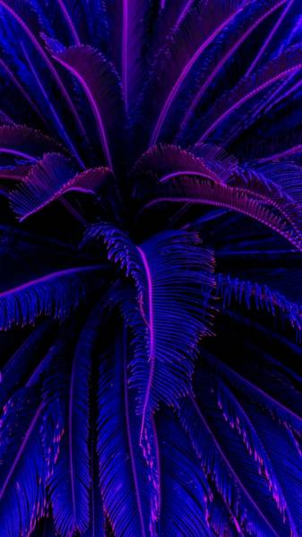 Neon, leaf, Putple Aesthetic free Wallpapers for iPhone