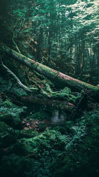 Forest, Green, Aesthetic iPhone hd Wallpapers