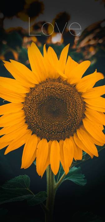 Aesthetic Sunflowers Phone Wallpapers
