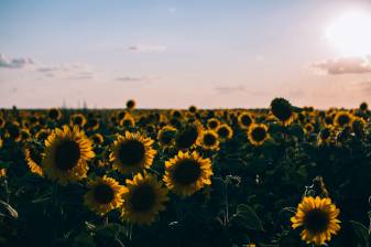 5k, 4k Aesthetic Sunflower Background images
