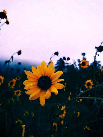 Nature, Aesthetic Sunflower Phone Backgrounds Picture free