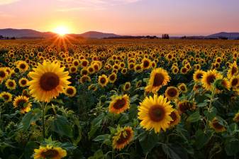 Aesthetic Sunflower and Sunset Wallpapers