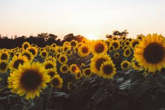Download Aesthetic Sunflower Wallpapers Pic