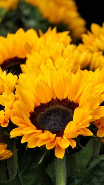 Aesthetic Cute Sunflower iPhone Wallpapers
