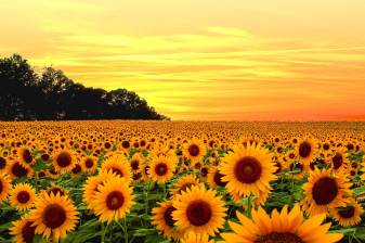 Awesome Aesthetic Sunflower Desktop Pictures