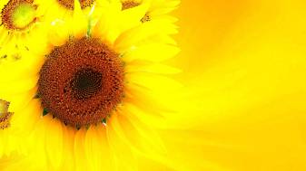 The Most Beautiful Aesthetic Sunflower Wallpapers