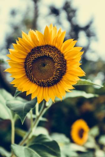 Free Aesthetic Sunflower Wallpapers for Phone