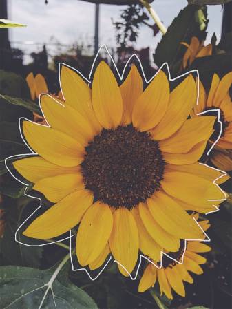 Aesthetic Vsco Sunflower Phone Backgrounds