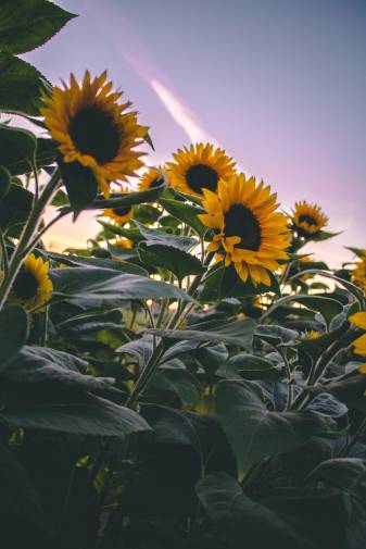 Aesthetic Sunflower