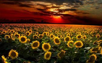 Gorgeous Aesthetic Sunflower free Desktop Wallpapers