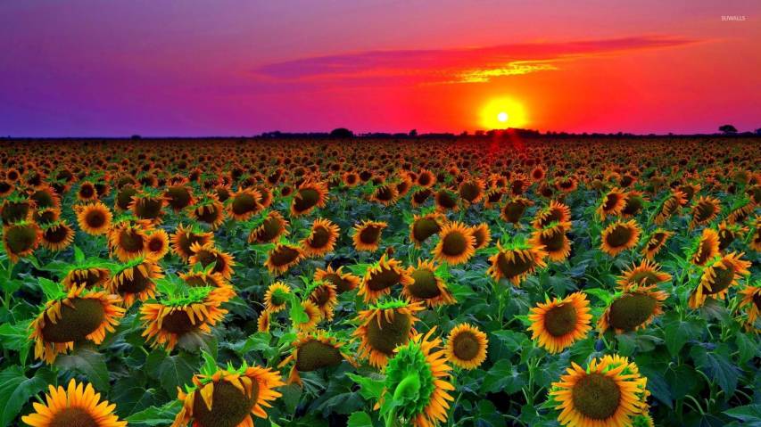 Aesthetic Sunset and Sunflower 1080p Wallpapers
