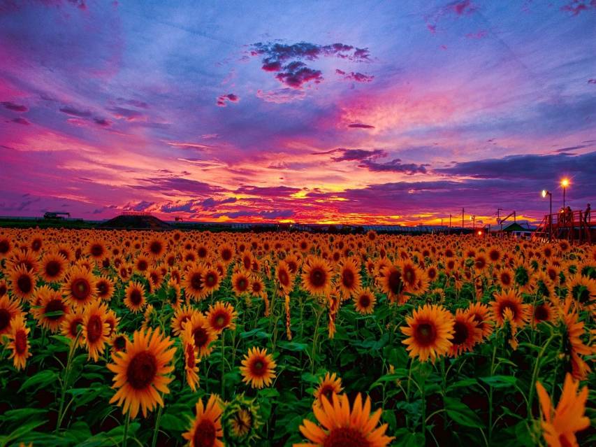 Best free Aesthetic Sunflower image Backgrounds