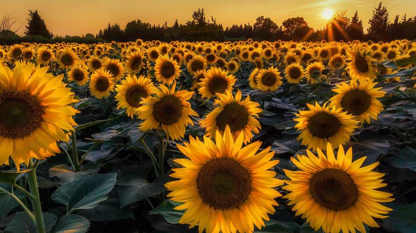 Cool Aesthetic Sunflower Picture Wallpapers for Laptop