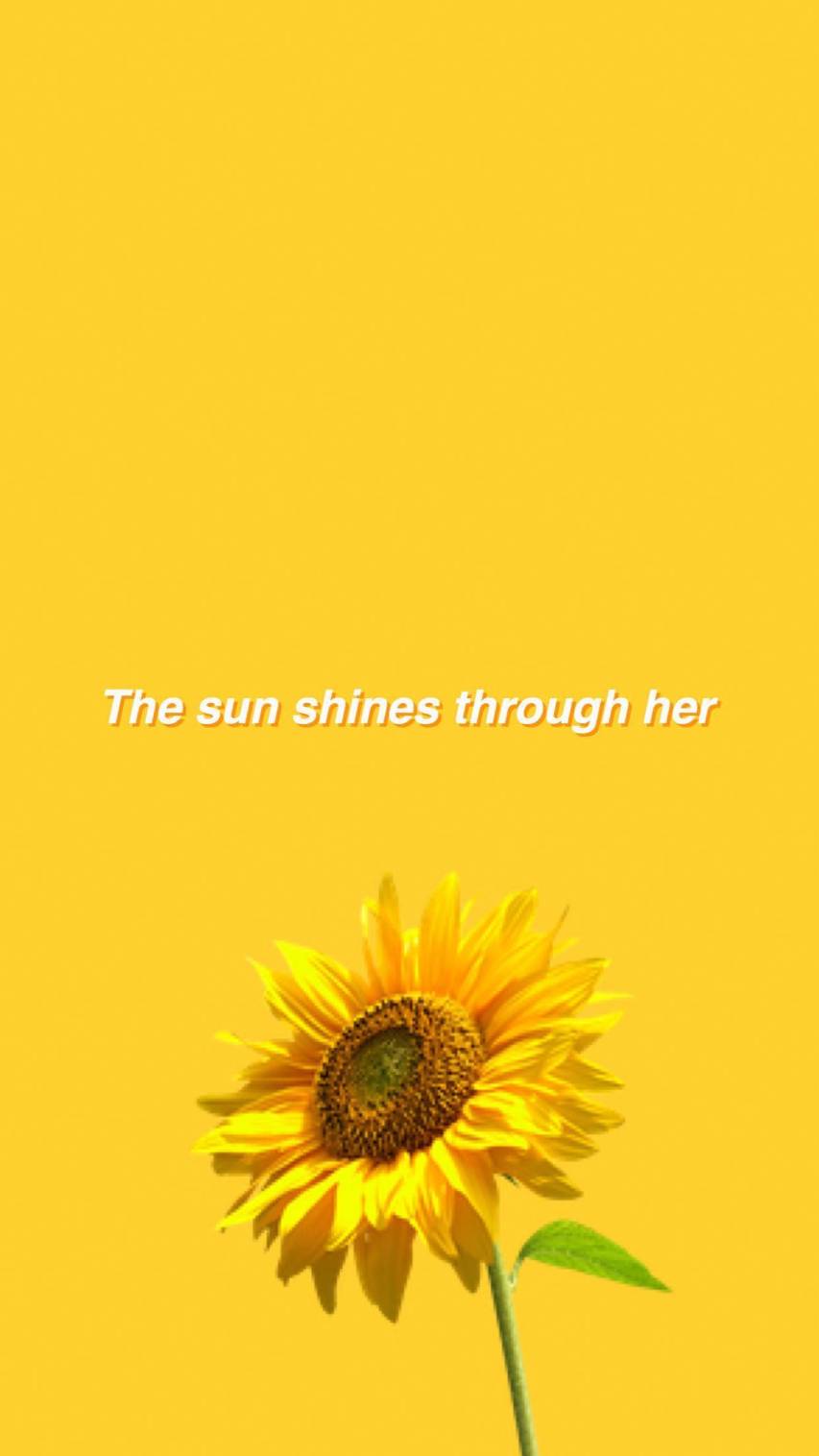 Super Aesthetic Sunflower Wallpapers for iPhone