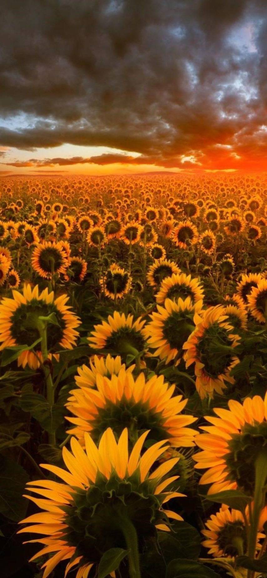 Cool Aesthetic Sunflower Wallpapers and Background for iPhone
