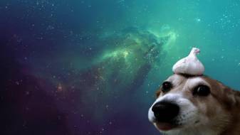 Aesthetic Dog and Bird Laptop Wallpapers