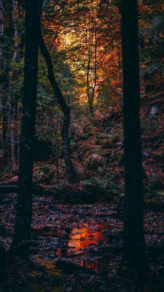 Dark, Forest, Autumn Phone Backgrounds image