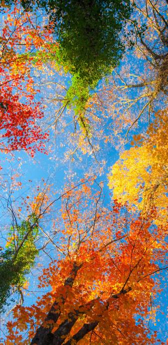 Sky, Colors, hd Autumn Phone Wallpapers