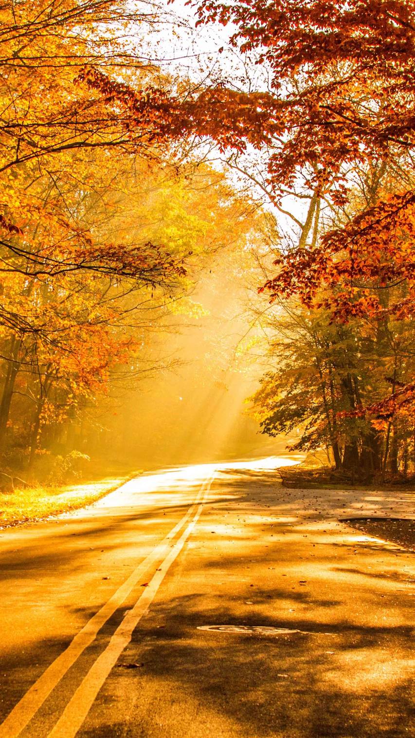 Road, foliage, 4k hd Autumn Phone Wallpapers