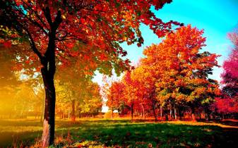 Autumn Backgrounds free download image