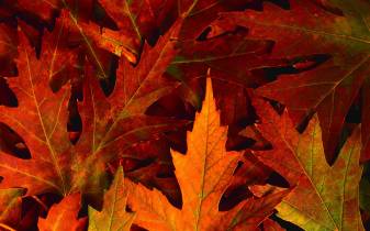 Leaf, leaves, faal, Autumn hd Backgrounds