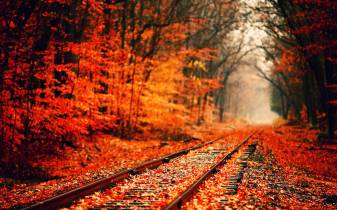 Train, forest, Autumn free Backgrounds