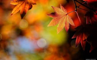 Autumn Leaves free Desktop image Wallpapers