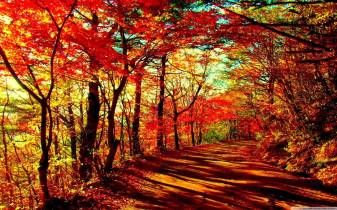 Beautiful Autumn Landscape Backgrounds