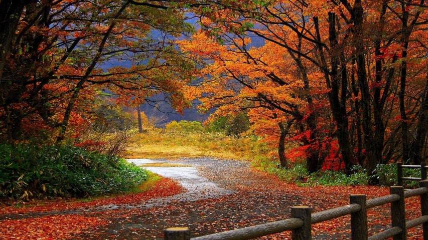 Autumn Nature images